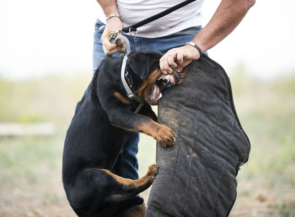 Maximize Your Minivan"s Safety: Expert Tips for Adjusting Airbag Sensitivity Settings